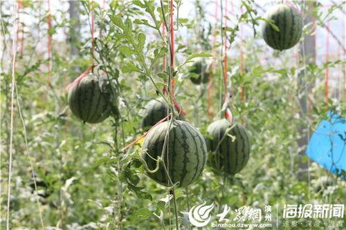 阜新吃瓜事件网红视频,网红视频引发的网络热议