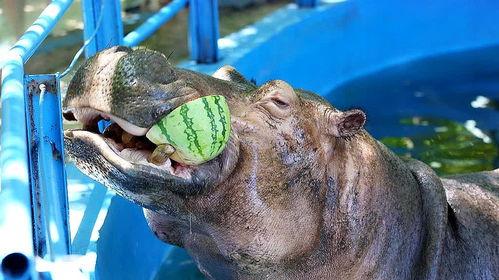 河马吃吊瓜视频大全播放,吊瓜美食盛宴视频大盘点