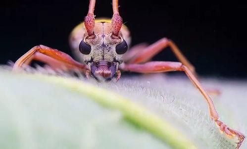瓜哥吃瓜昆虫视频,昆虫世界里的“吃瓜”奇观