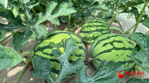 棚瓜发芽了可以吃吗视频,能否食用及安全指南