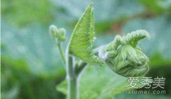 瓜叶藤怎么吃视频,家常烹饪新尝试