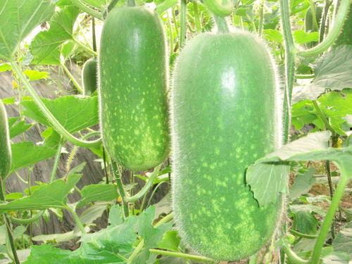 小花妞吃哈密瓜视频大全,哈密瓜视频大全集锦