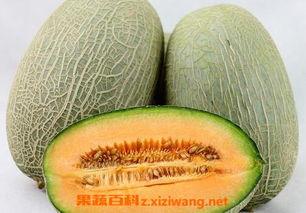 太软的哈密瓜可以吃吗视频,口感不佳却可食用，揭秘软瓜子的秘密