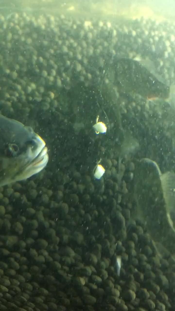 吃压沙瓜的泡泡鱼视频,趣味视频引网友热议