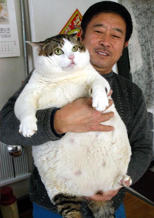 泰国肥猫吃瓜视频大全免费观看,萌态百出，欢乐无限