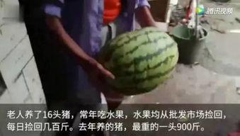 吃瓜三打一视频在线观看,热门视频在线观看，趣味横生牌技对决