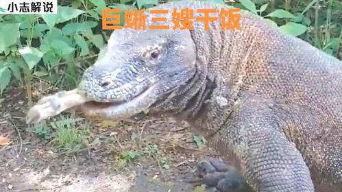 印度巨蜥吃瓜视频,惊险食瓜瞬间引网友热议