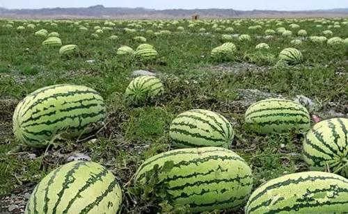 吃硒砂瓜的视频播放,视频播放见证舌尖上的奇迹