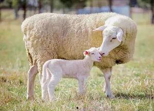 角瓜可以给羊吃吗视频,角瓜适宜羊食用的实证探究