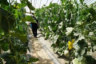 韩城群众吃瓜视频大全集,趣味横生的民间生活剪影