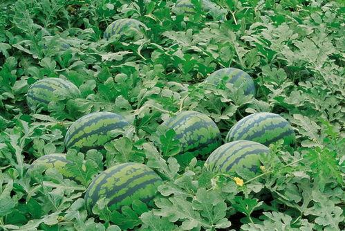 农村吃福寿瓜视频下载,探寻传统农耕文化的魅力