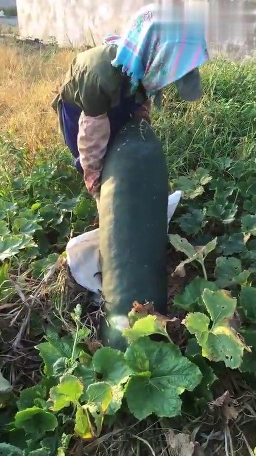 老外吃瓜根本吃不完视频,结果令人捧腹，瓜果堆积如山！