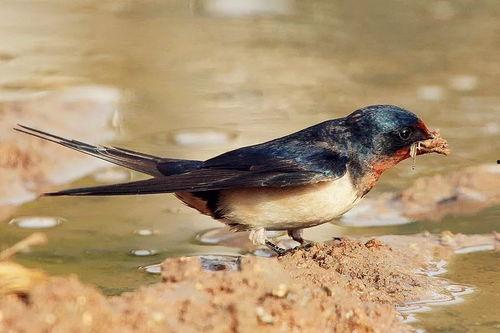 小燕子的吃瓜说法视频,揭秘娱乐圈幕后故事