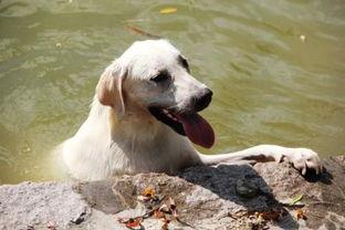 狗狗吃哈密瓜视频素材大全,萌宠美食瞬间大盘点